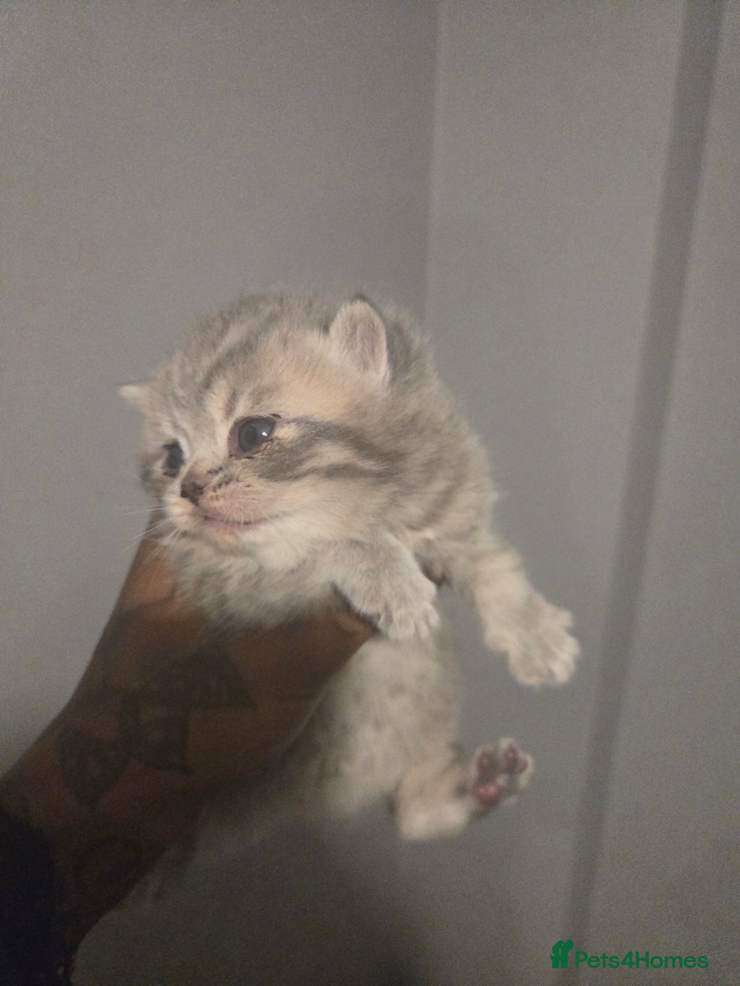 British Shorthair cats for sale: THREE BRITISH SHORTHAIR KITTENS FOR SALE - Advert 7