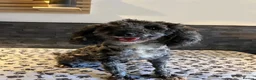 Sproodle dogs for sale: Gorgeous Sproodle puppies ready for forever homes - Advert 5