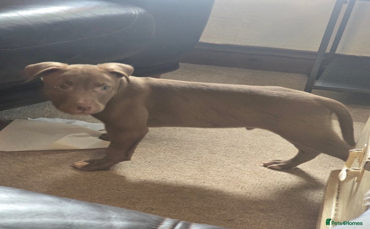 American Bull Staffy dogs - Advert 3