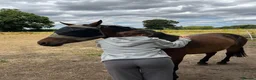 New Forest horses for sale: Project pony- looking for a home ASAP - Advert 3