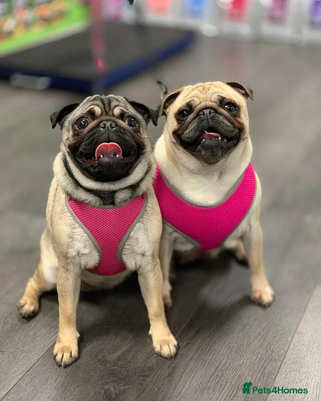 Pug dogs for sale: 4 year old pug girl  - Advert 3