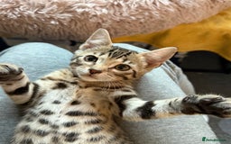 Bengal cats for sale: Three Bengals Ready to go 🩶🖤🤍 - Image 5