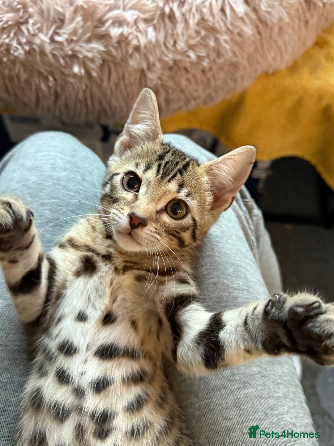 Bengal cats for sale: Three Bengals Ready to go 🩶🖤🤍 - Image 5