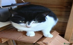 Mixed Breed cats for adoption: BOB,, - Image 4