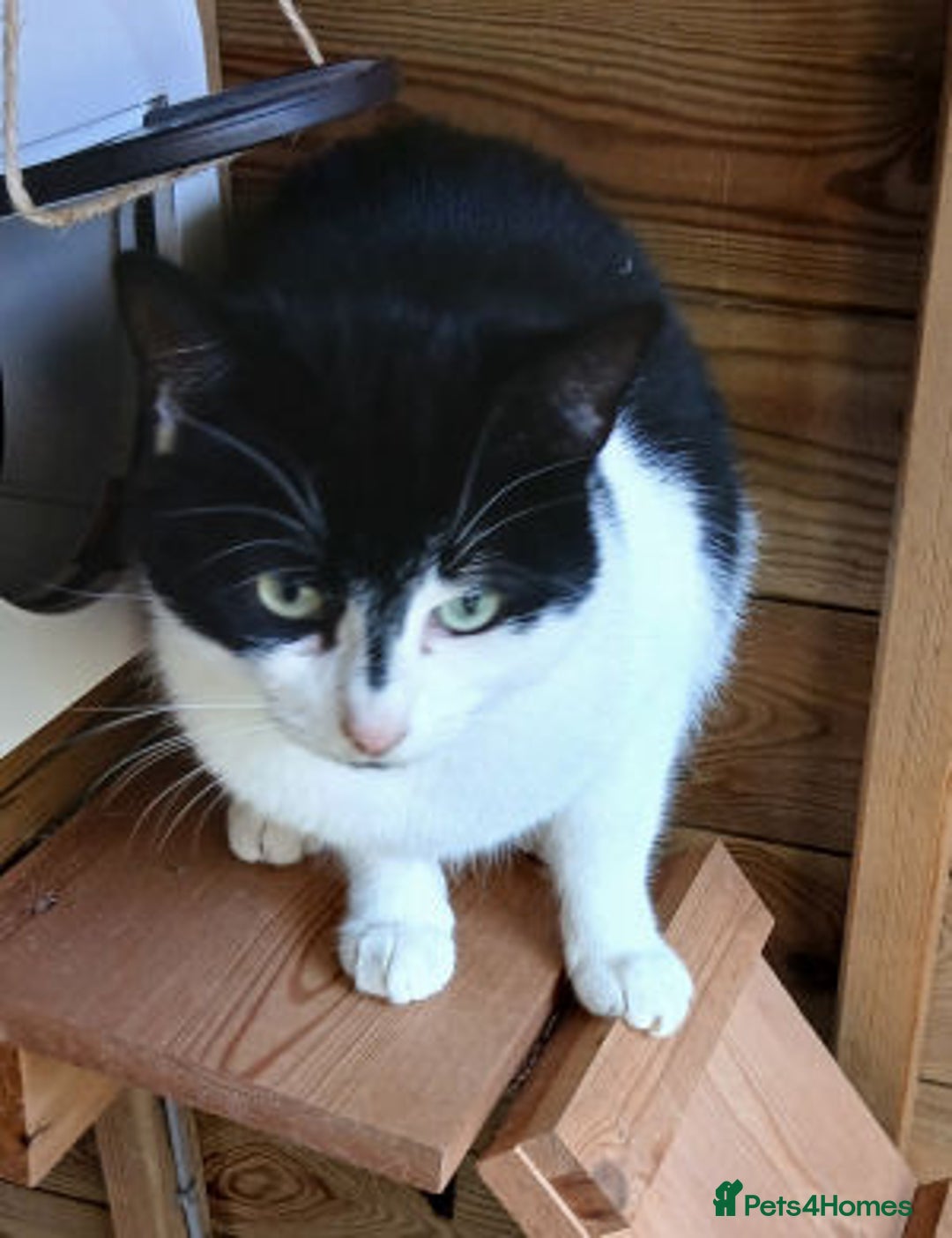 Mixed Breed cats for adoption: BOB,, - Image 4