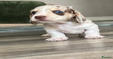 Miniature Dachshund dogs - Advert 7