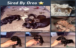 Miniature Dachshund dogs for stud: Dapple Long Haired Studs OREO &TOMMY 🌟  in Tipton - Image 6