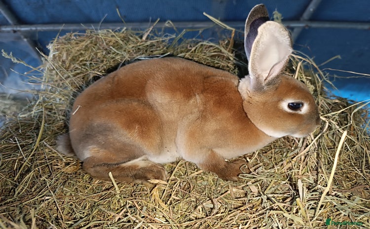 Rex rabbits - Advert 1