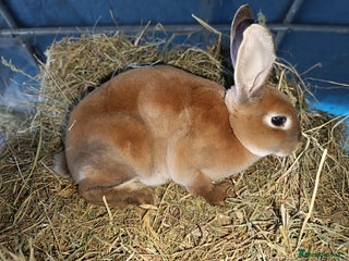 Rex rabbits - Advert 6