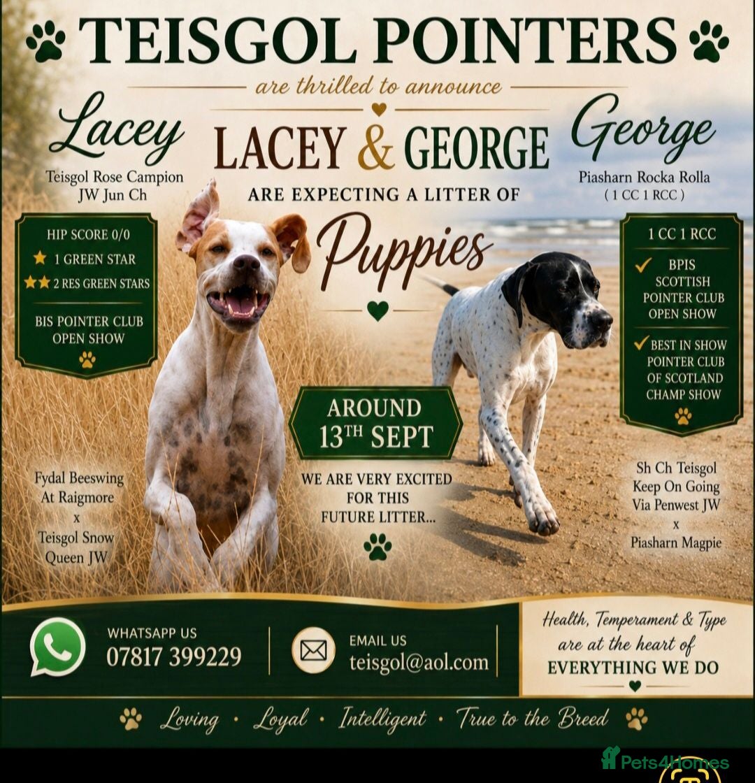 Pointer dogs Teisgol pointers litter due - Advert 3