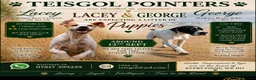 Pointer dogs for sale: Teisgol pointers litter due - Advert 1