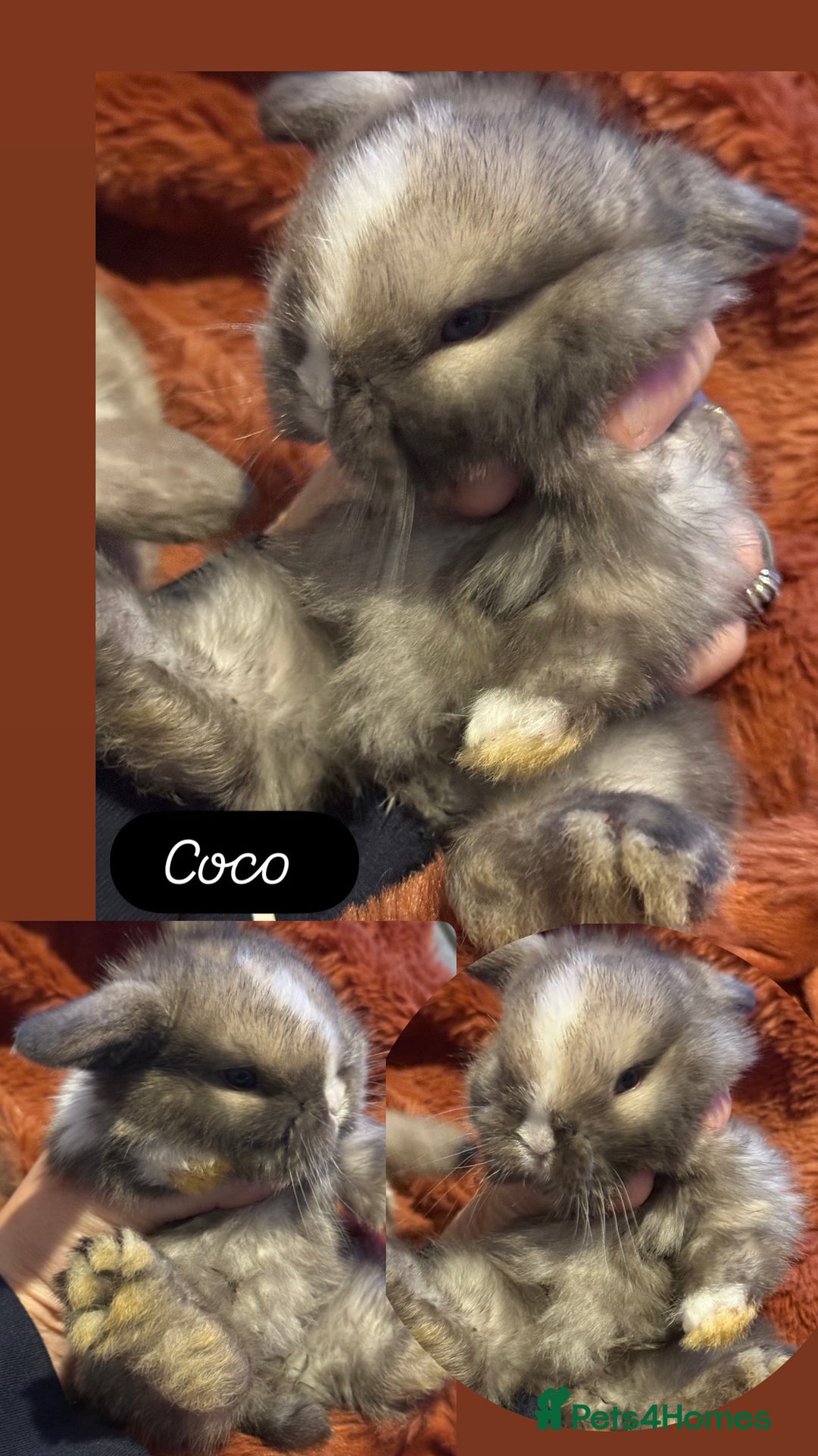 Mini Lop rabbits for sale: Gorgeous Mini Lops  - Advert 4