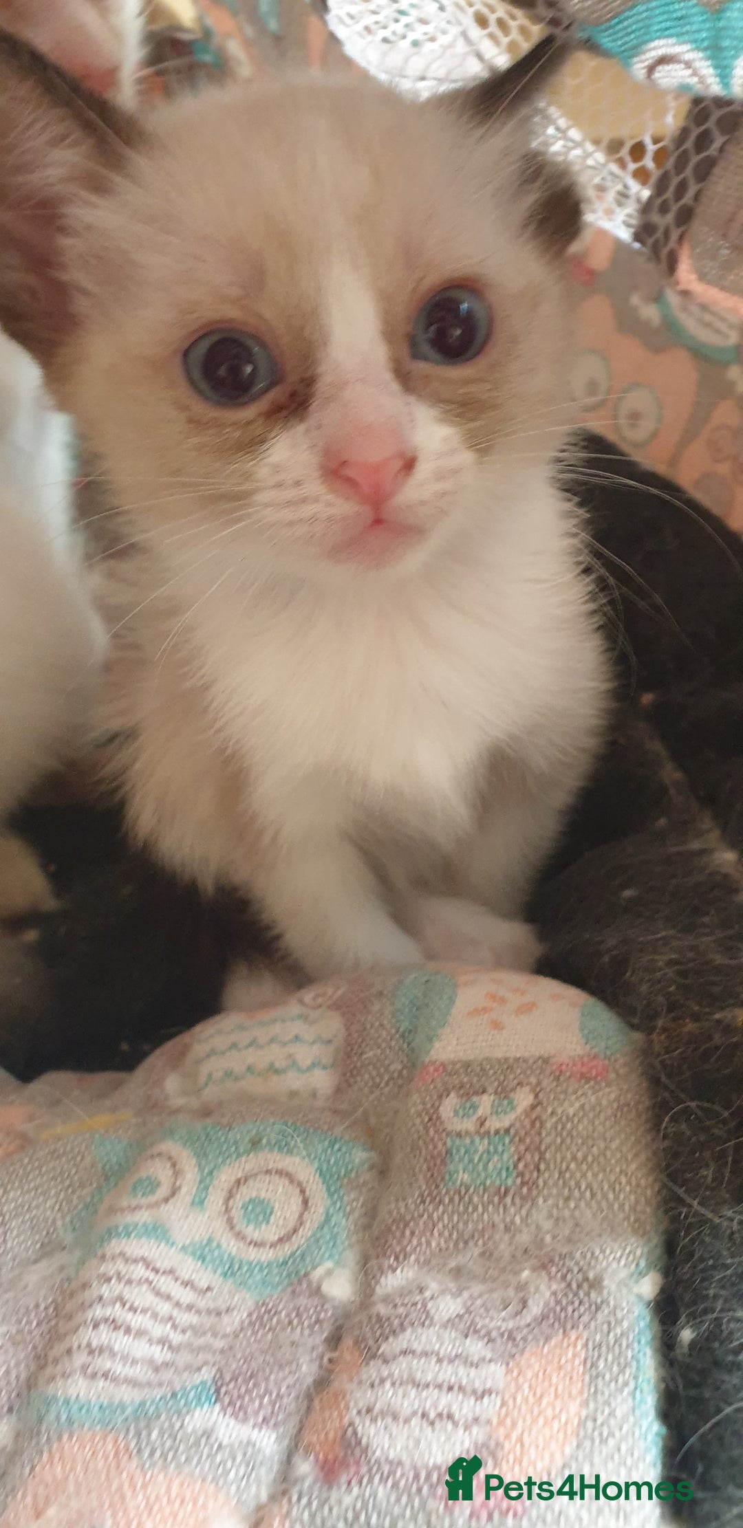 Ragamese cats for sale: Beautiful Ragamese Kittens  - Advert 34