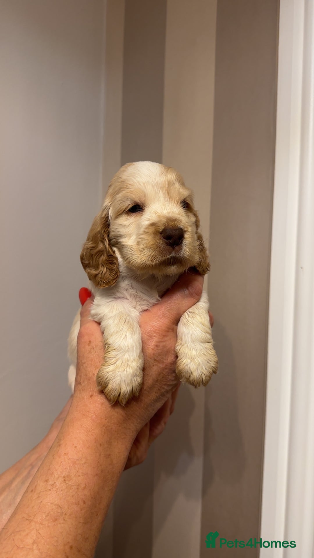 Cocker Spaniel dogs for sale: English show cocker spaniels  - Image 1