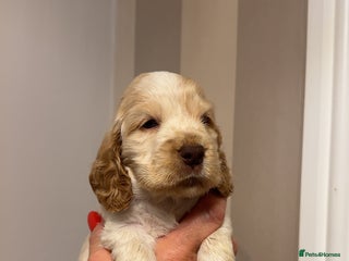 Cocker Spaniel dogs - Advert 12