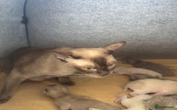 Burmese cats for sale: GCCF-registered, home-raised, Burmese kittens - Image 13