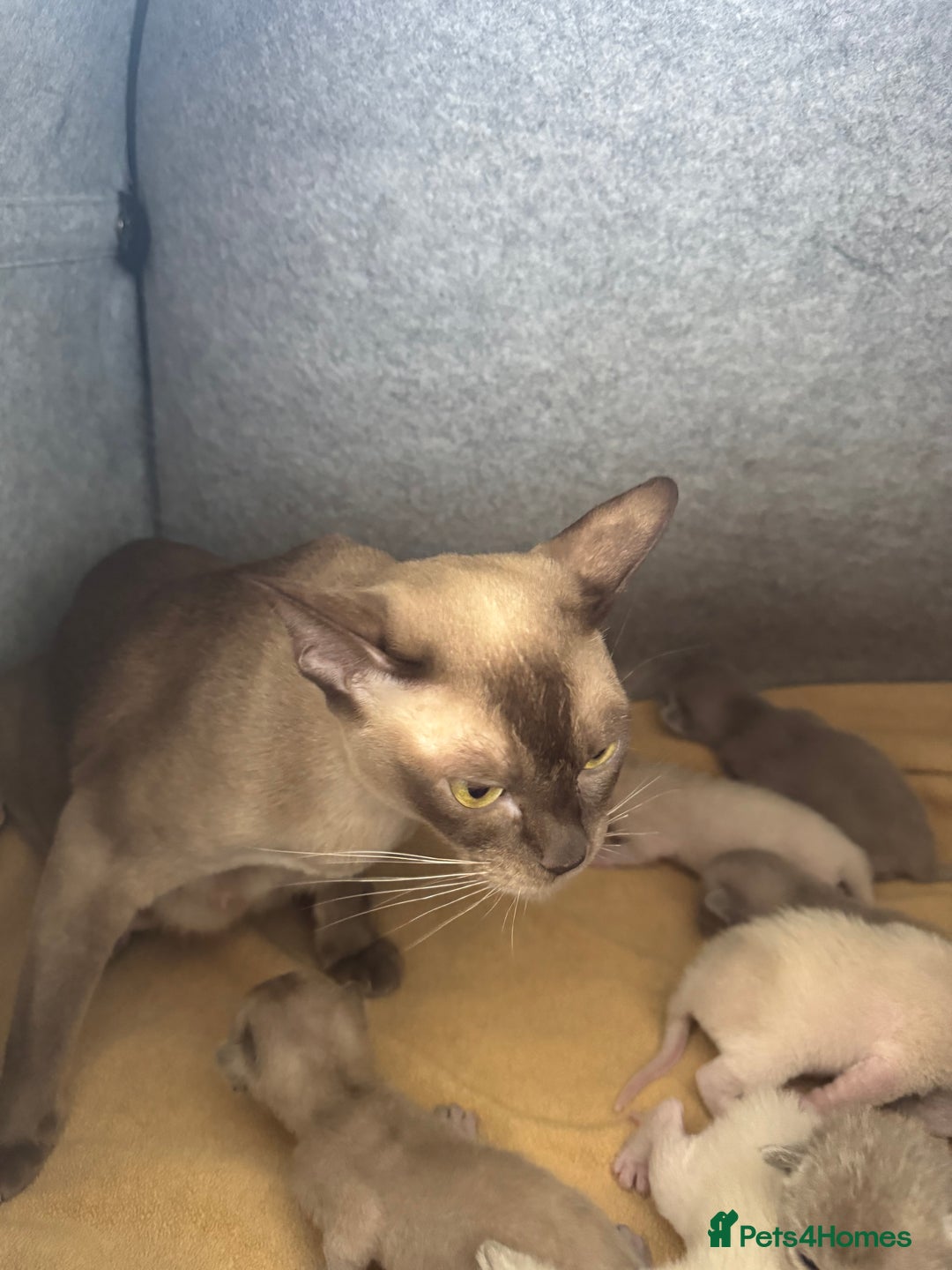 Burmese cats for sale: GCCF-registered, home-raised, Burmese kittens - Image 13