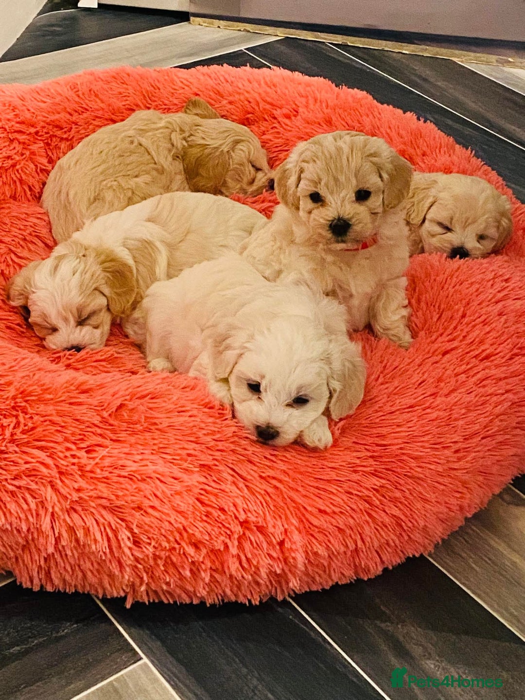 Maltipoo dogs for sale: F1 tiny adorable maltipoo  - Advert 7