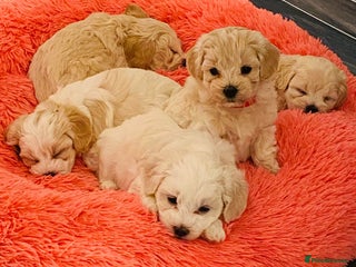 Maltipoo dogs F1 tiny adorable maltipoo - Advert 10
