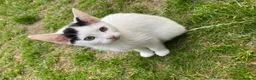 Domestic Shorthair cats for sale: Stunning Blue & Green-Eyed Kitten Female DSH - Advert 5