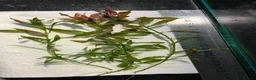 Catfish fish for sale: Aquarium fish, shrimp, and plants. WIDE selection - Advert 9