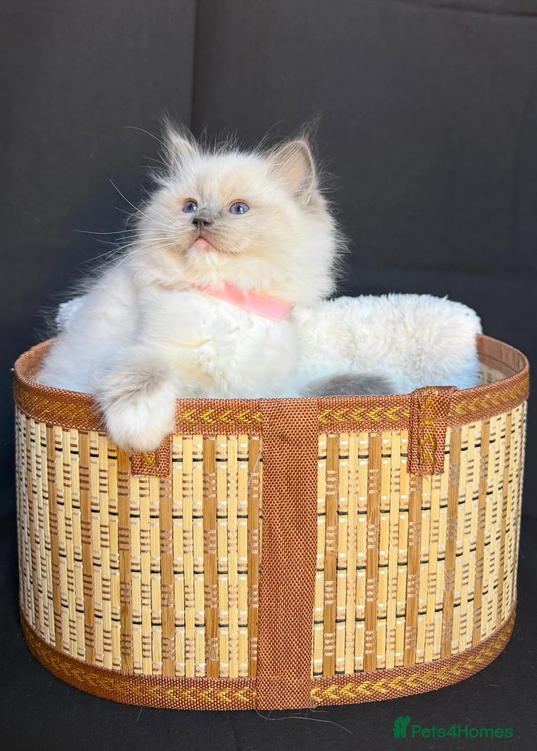 Ragdoll cats for sale: Registered GCCF/TICA champion Ragdoll Kittens  - Advert 1