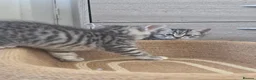 Mixed Breed cats for sale: Silver and black kittens  - Advert 11