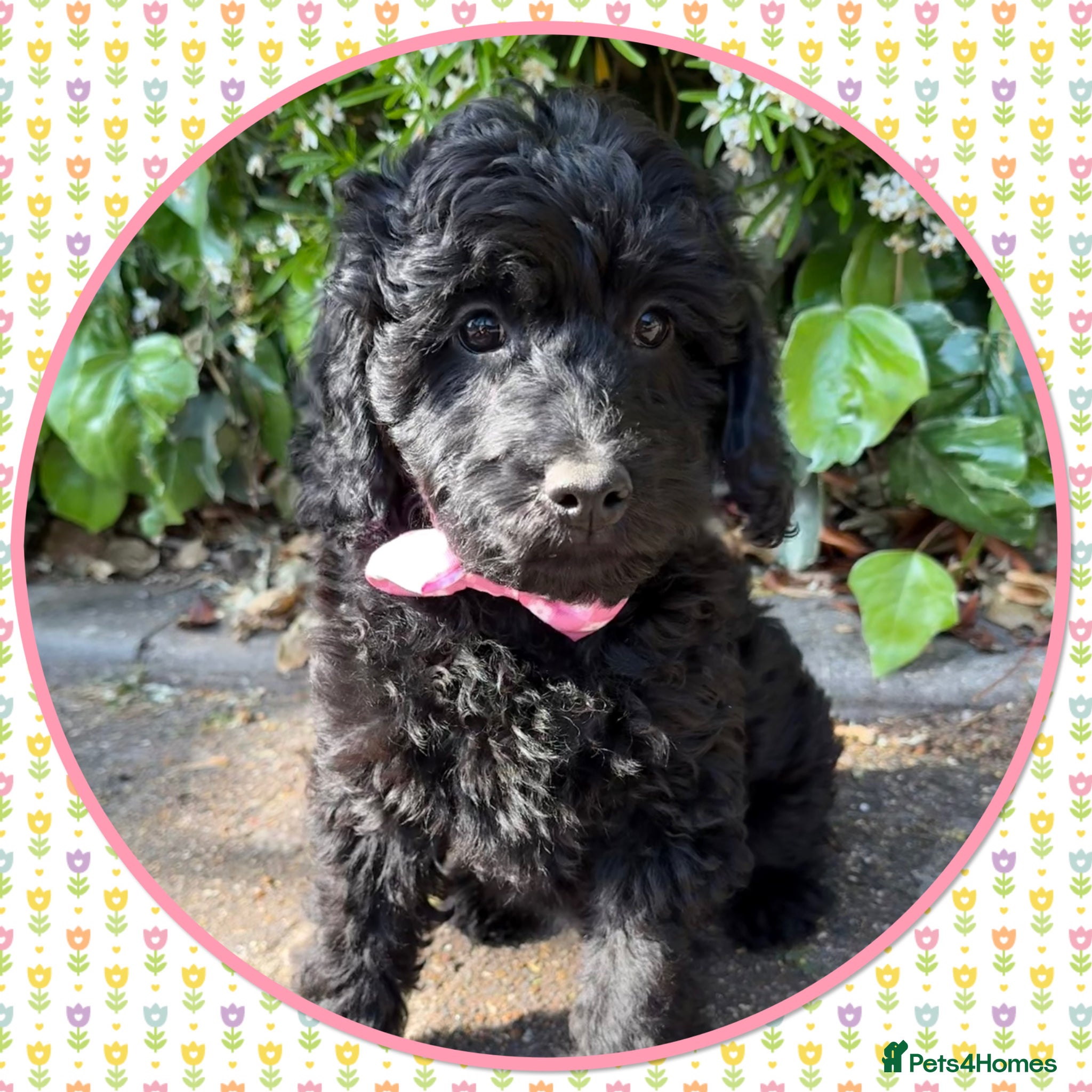 Labradoodle dogs for sale: 💐THERAPY/ASSISTANCE PUP💐PLEASE READ💐 - Advert 1