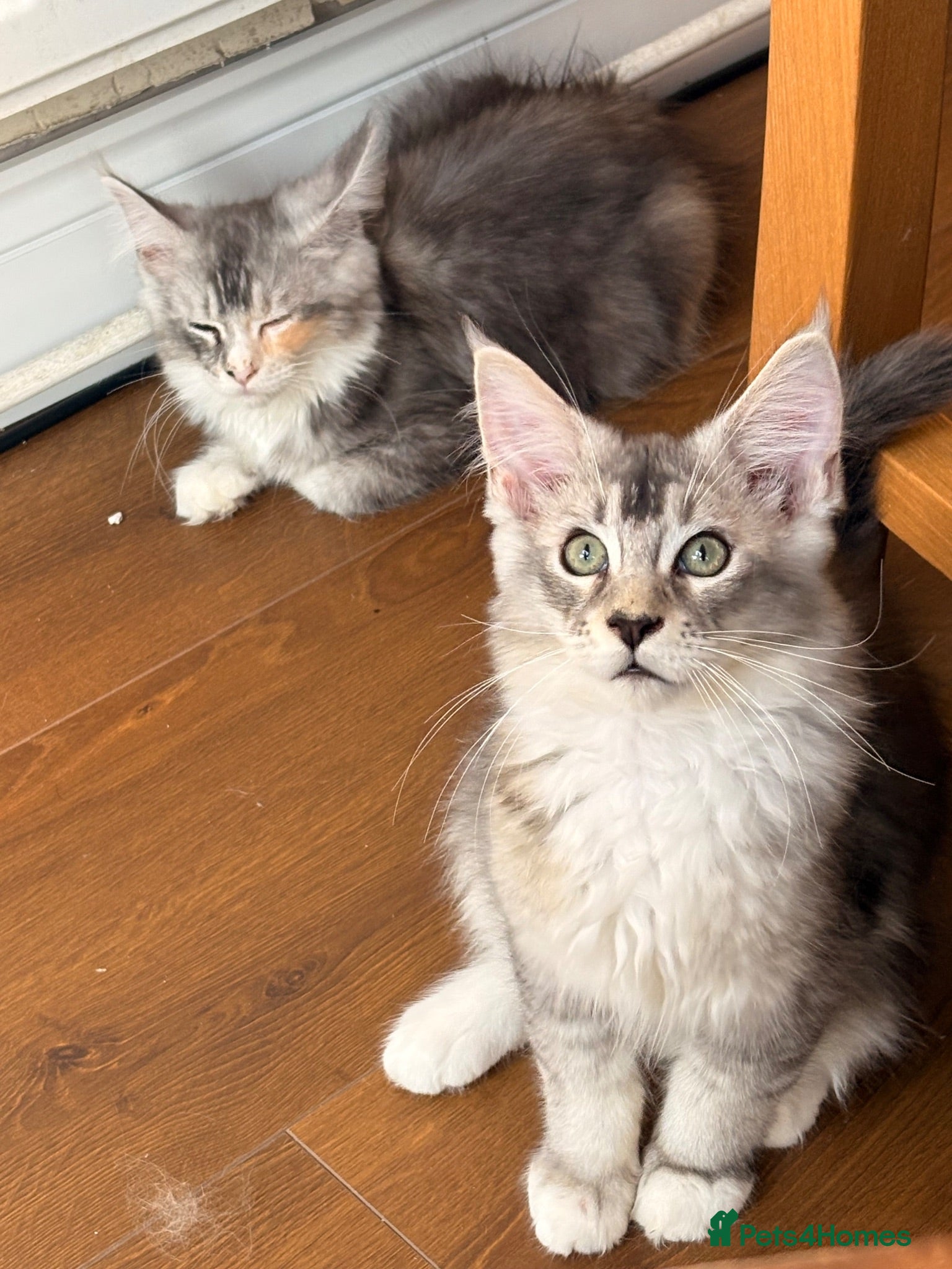 Maine Coon cats 🐈‍⬛Sweet bundle of Joy TICA register🐈‍⬛ - Advert 2