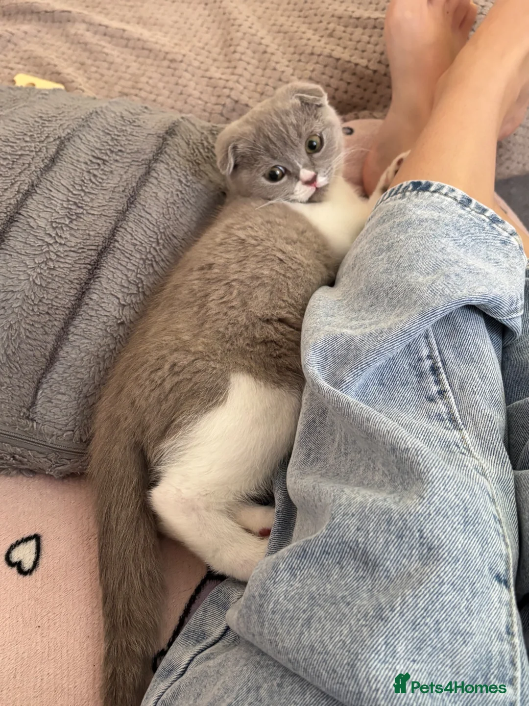 Scottish Fold cats for sale: Kitten looking for a new home! - Advert 2