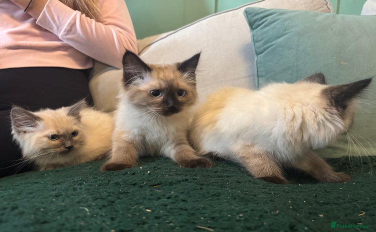 Ragdoll cats - Advert 7