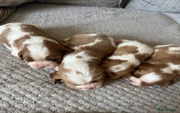 Cavalier King Charles Spaniel dogs for sale: Male and female available  - Advert 7