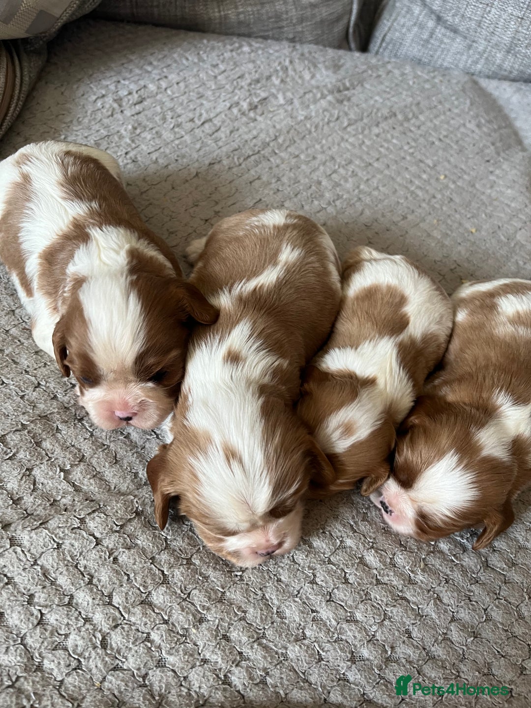 Cavalier King Charles Spaniel dogs for sale: Male and female available  - Advert 7