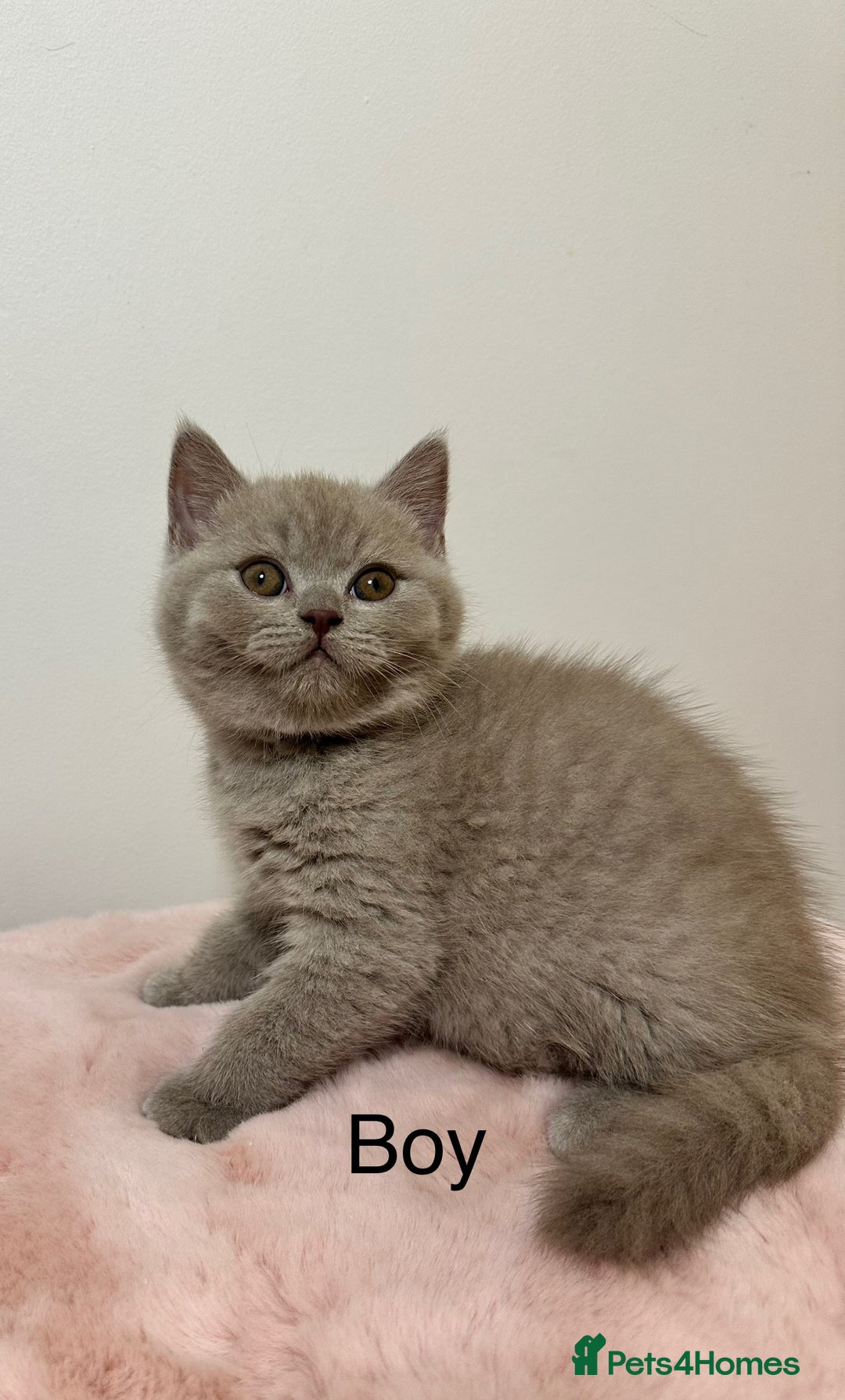 British Shorthair cats for sale: British Shorthair Chunky Chocolate Kittens🐻 - Advert 20