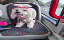 Maltese dogs for sale: Adorable Maltese Puppies for Sale! - Image 6