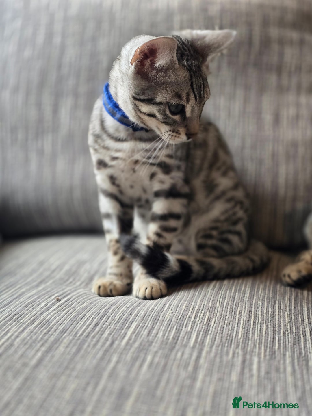 Bengal cats for sale:  Championship Bengal Kittens  - Advert 24