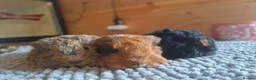 Guinea Pig rodents for sale: Texel baby guinea pigs  - Advert 1