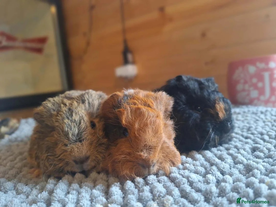 Guinea Pig rodents for sale: Texel baby guinea pigs  - Advert 1