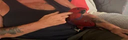 Parrots birds for sale: STUNNING HAND-REARED FEMALE VOSMAERI ECLECTUS - Advert 1