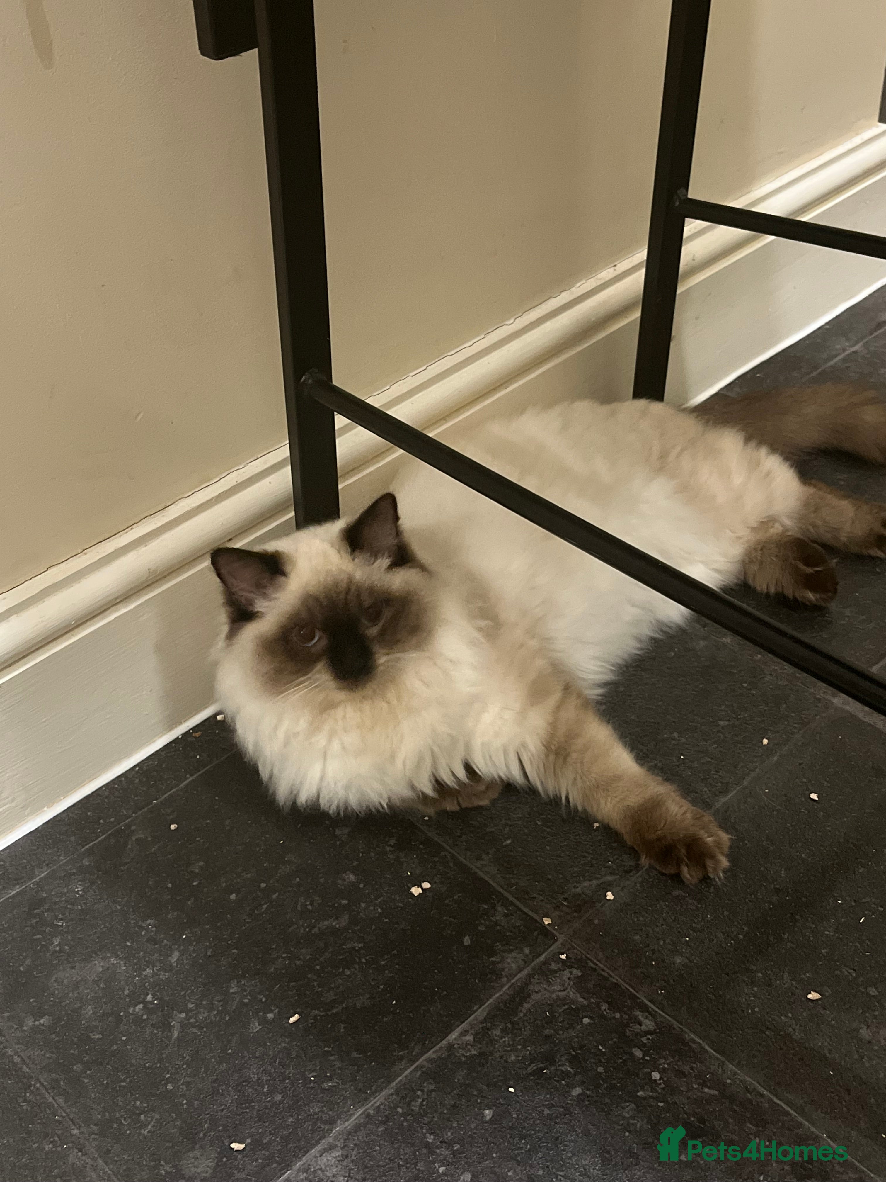 Ragdoll cats Rehoming my ragdoll  - Advert 1