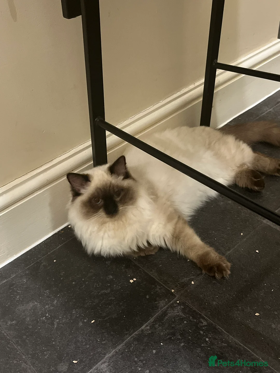 Ragdoll cats for sale: Rehoming my ragdoll  - Advert 1