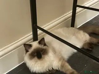 Ragdoll cats Rehoming my ragdoll - Advert 1