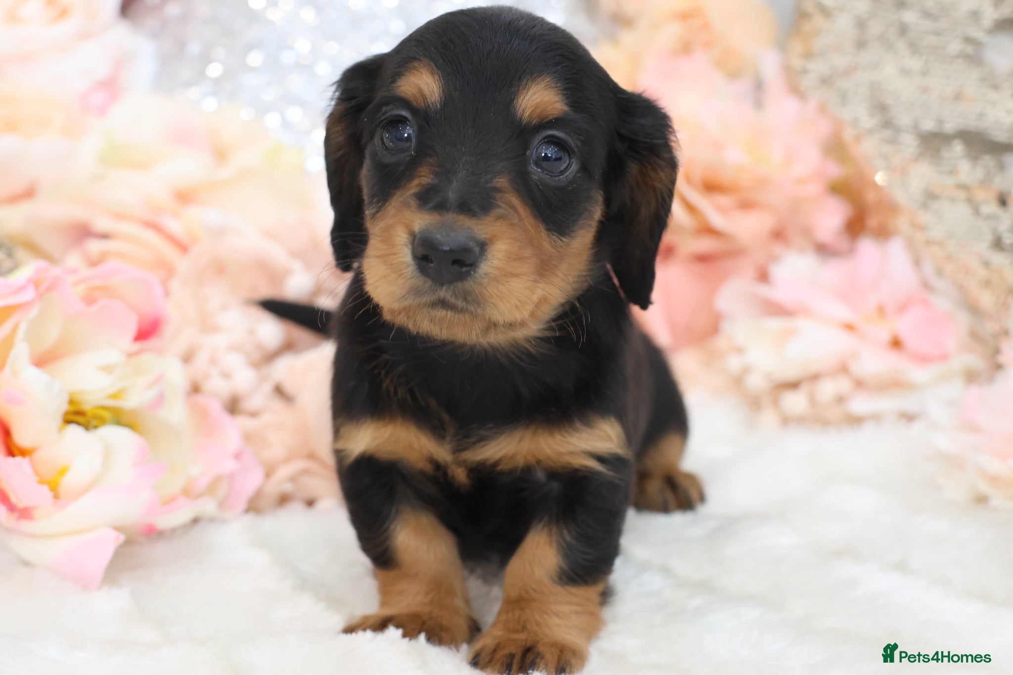 Miniature Dachshund dogs KC Miniature Dachshund Longhair Puppies - Advert 4