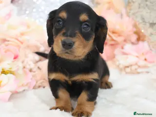 Miniature Dachshund dogs KC Miniature Dachshund Longhair Puppies - Advert 4