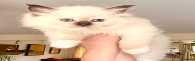 Ragdoll 1