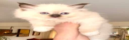 Ragdoll cats for sale: TICA registered Ragdoll Kittens - seal/blue point - Advert 18