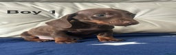 Miniature Dachshund dogs for sale: 3 miniature dachshund puppies  - Advert 5