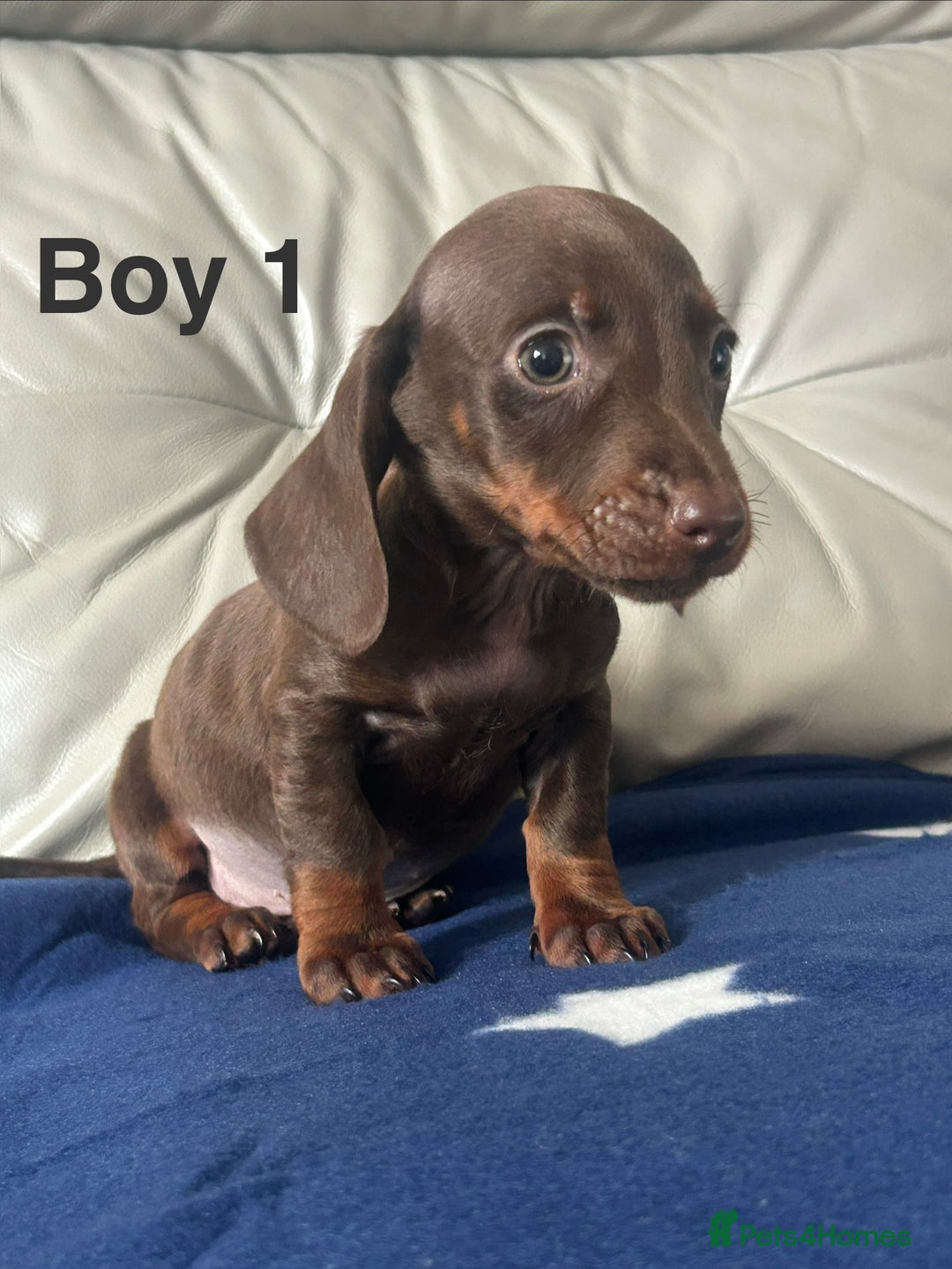 Miniature Dachshund dogs for sale: 3 miniature dachshund puppies  - Advert 5