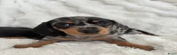 Miniature Dachshund dogs for sale: Miniature Dacshund’s  - Advert 23