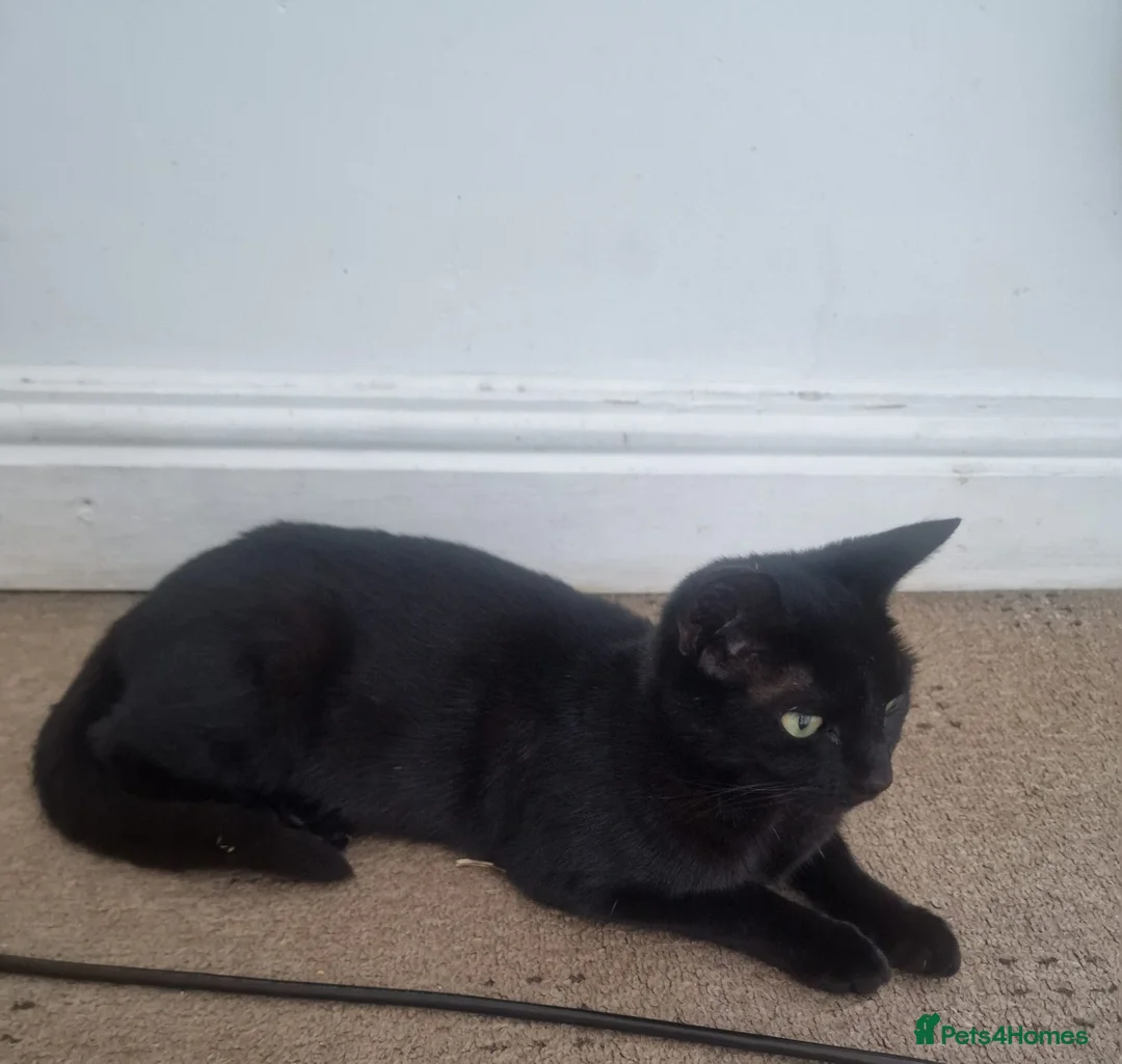 Mixed Breed cats for sale: 3 lively kittens looking a new home - Advert 22